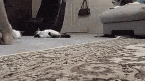 best-cat-floor-cleaner