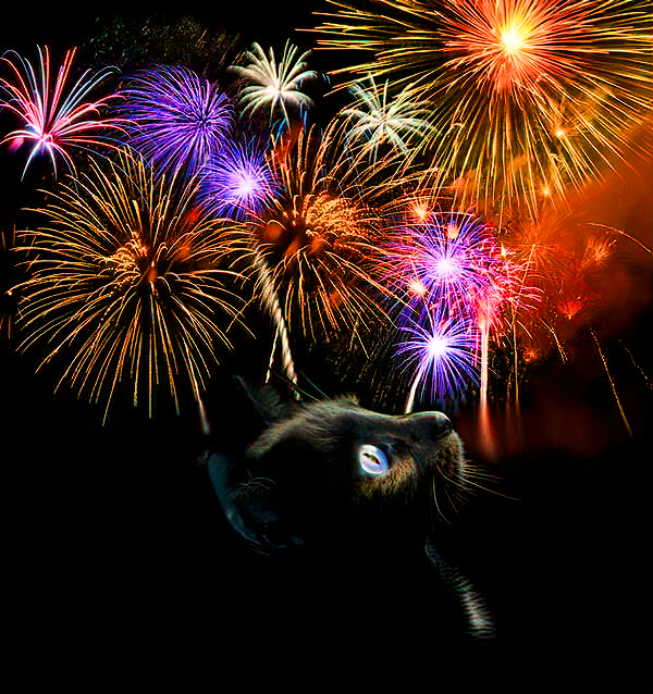 cat-fireworks