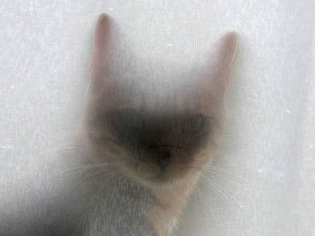 cat-beyond-the-veil