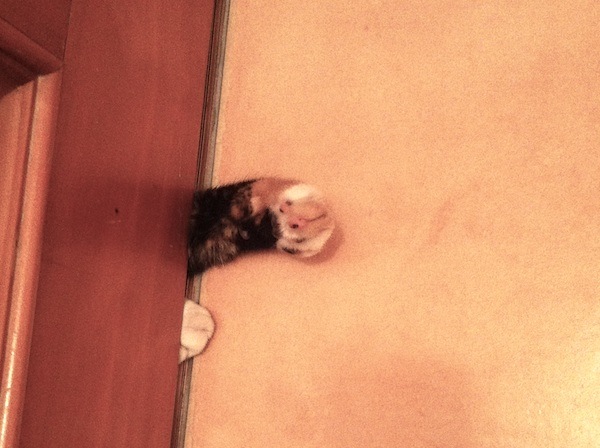 cat-paws-under-door.jpg