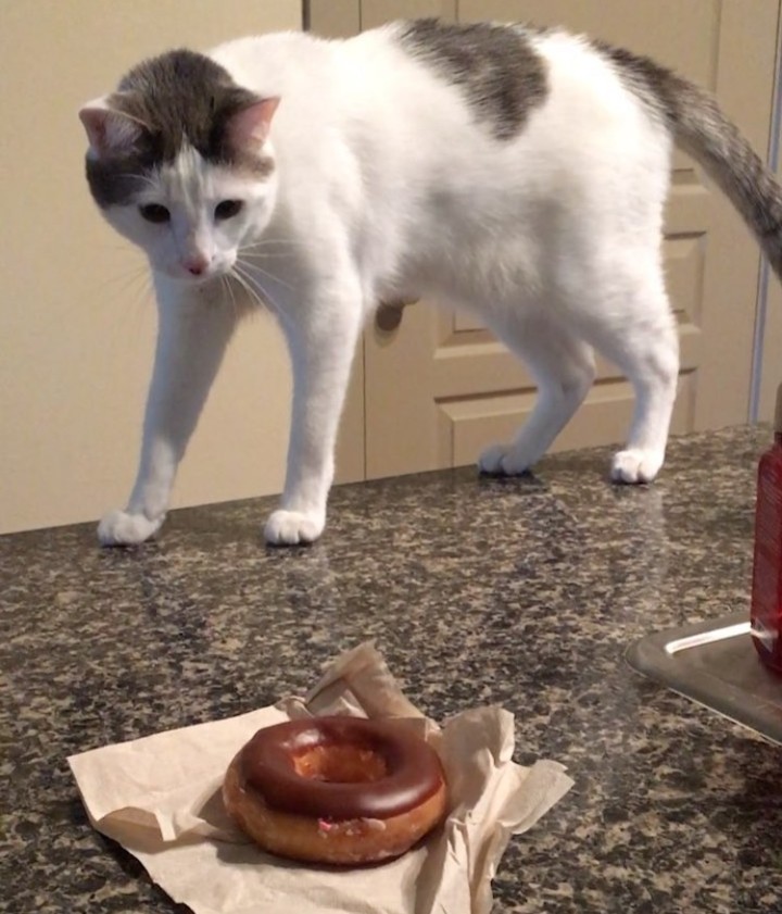 simon-the-cat-and-donut