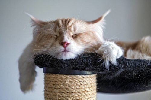 cat-sleeping-cat-tree
